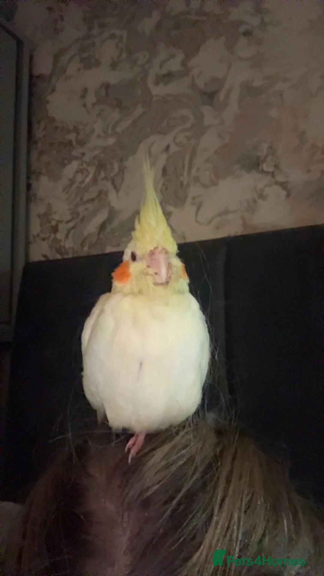 Cockatiels birds for sale: My babies pika and tuk - Advert 2