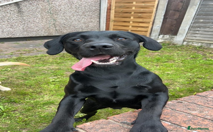 Labrador Retriever dogs - Advert 5