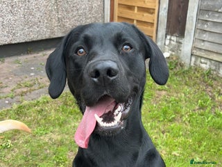 Labrador Retriever dogs - Advert 6