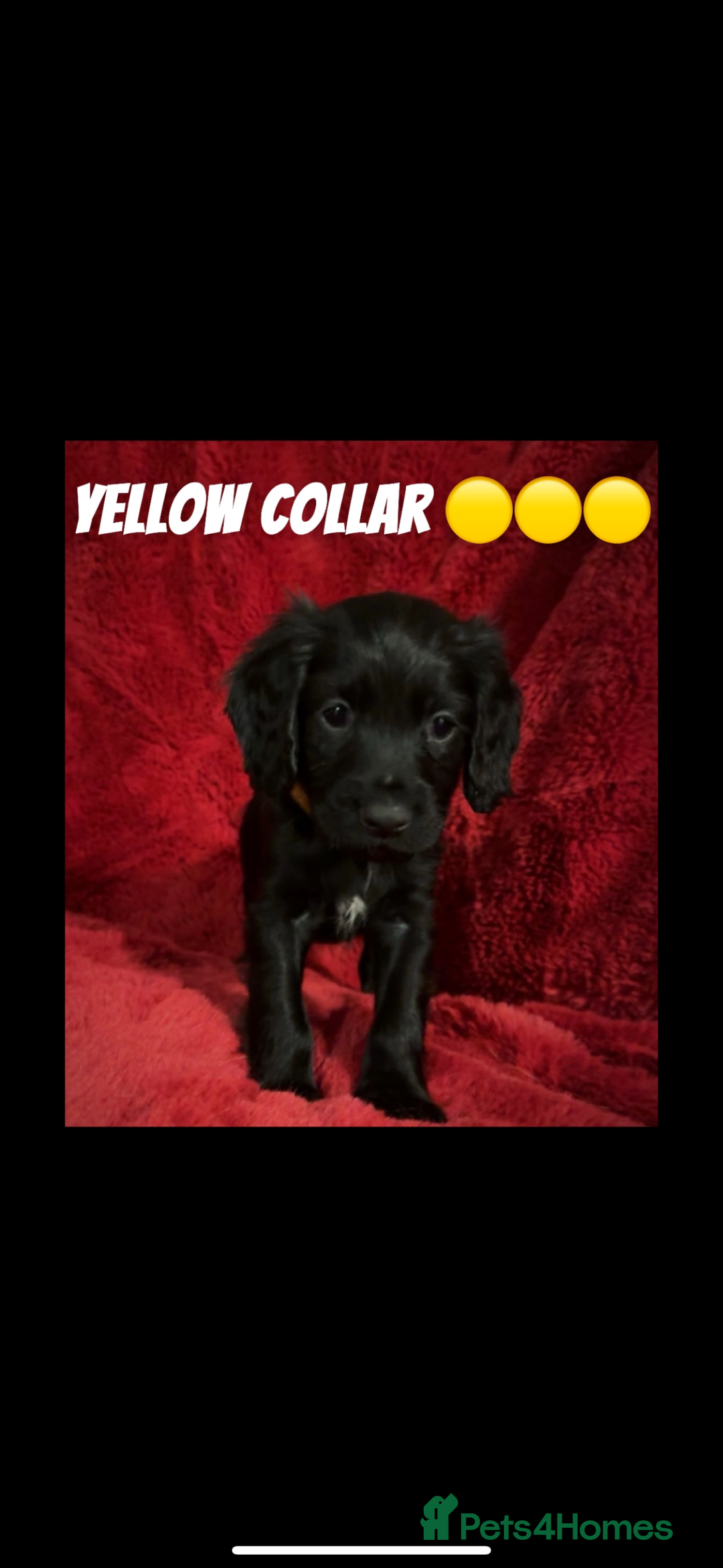 Cocker Spaniel dogs for sale: Working cocker spaniel puppies  - Advert 6