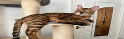 Bengal cats for sale: Beautiful bengals - Advert 4