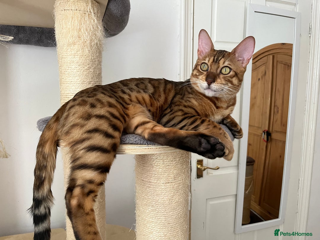 Bengal cats for sale: Beautiful bengals - Image 2