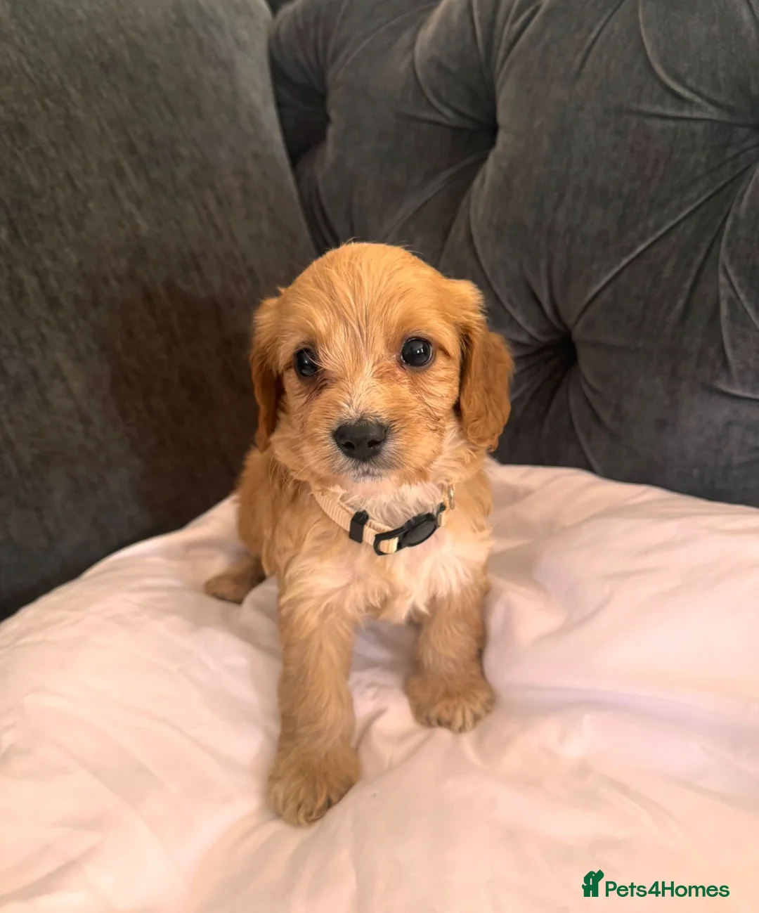 Cockapoo dogs for sale: ❌ READY NOW ❌ cockapoo puppies  - Advert 10