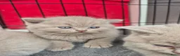 British Shorthair cats for sale: British shorthair kittens fawn and chocolate males - Advert 1