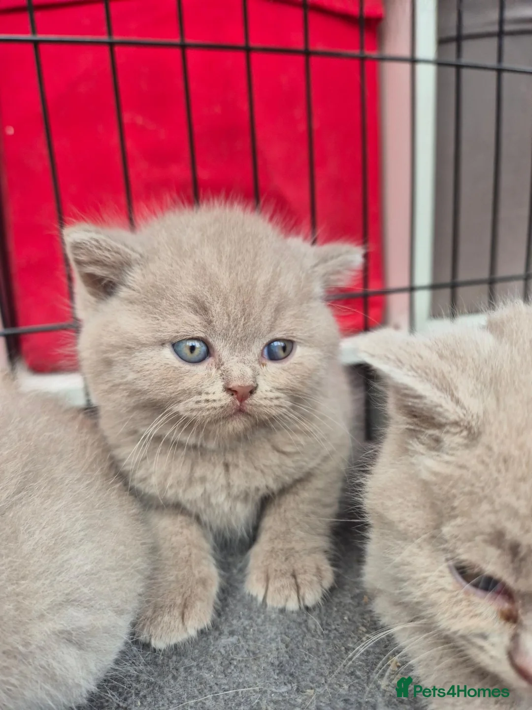 British Shorthair cats for sale: British shorthair kittens fawn and chocolate males - Advert 1