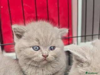 British Shorthair cats British shorthair kittens fawn and chocolate males - Advert 1