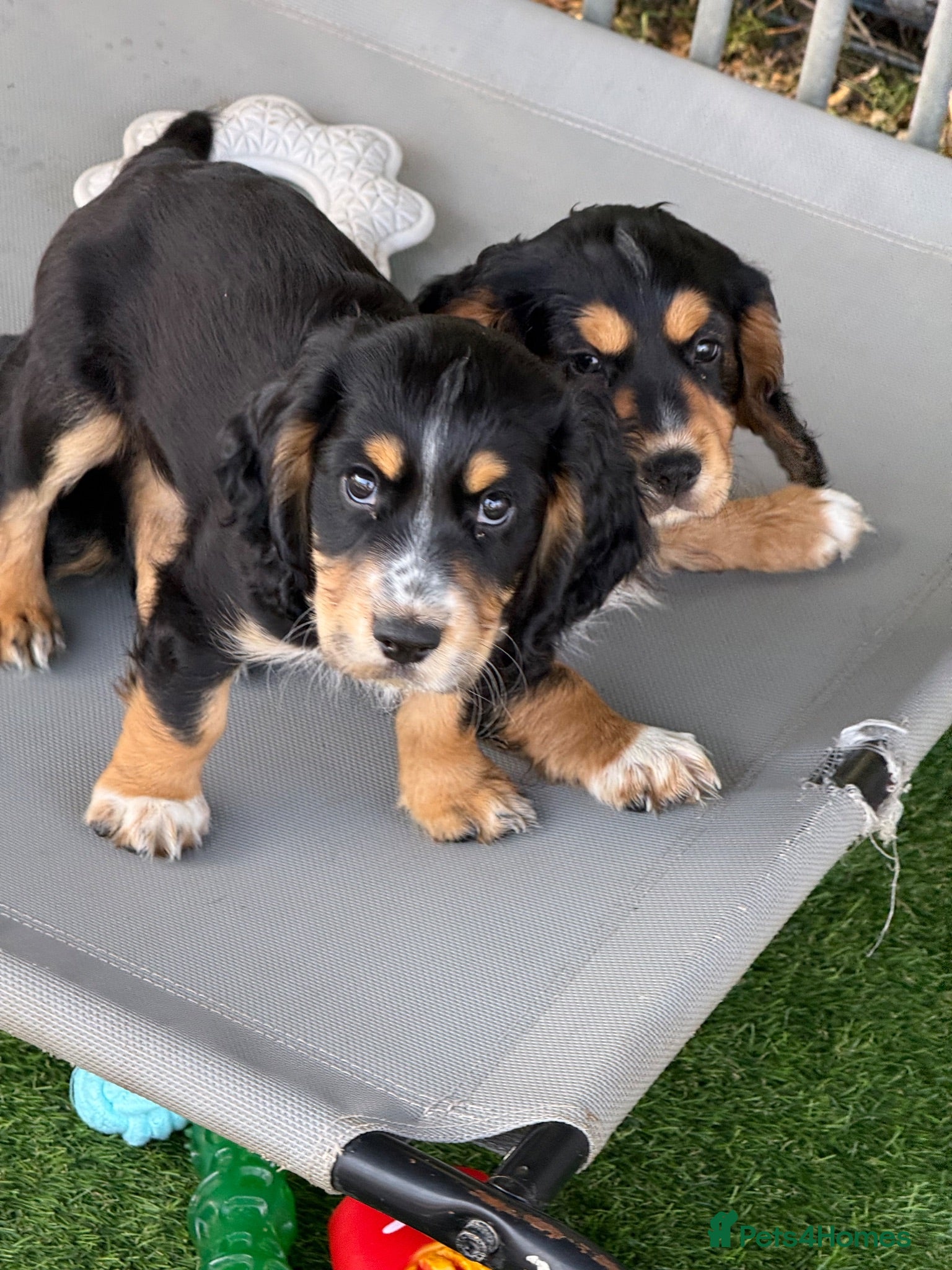 Cocker Spaniel dogs Working cocker Spainel puppies  - Advert 2