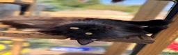 Maine Coon cats for sale: 1 year old black smoke female - Advert 2