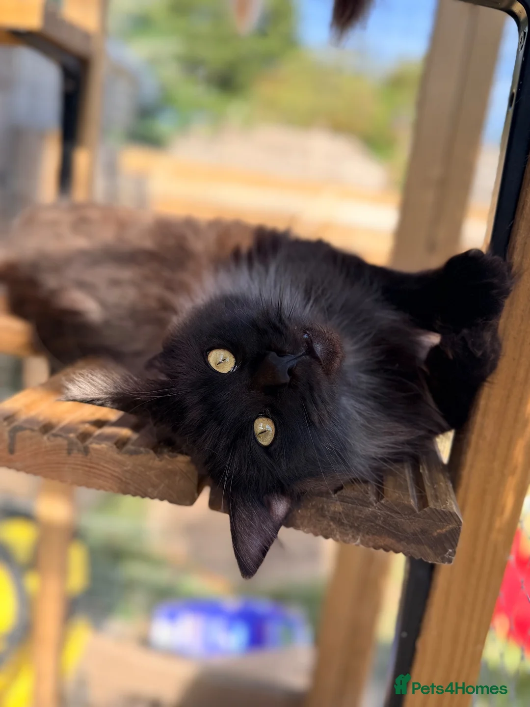 Maine Coon cats for sale: 1 year old black smoke female - Advert 2
