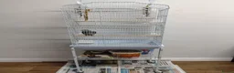 Parrots birds for sale: Indian ring neck parrot  in London - Advert 5