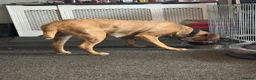 Mixed Breed dogs for sale: Dogue de Bordeaux cross cane corso pups due soon  - Advert 3