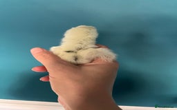 Chickens poultry for sale: Silkies - polish  - Image 2