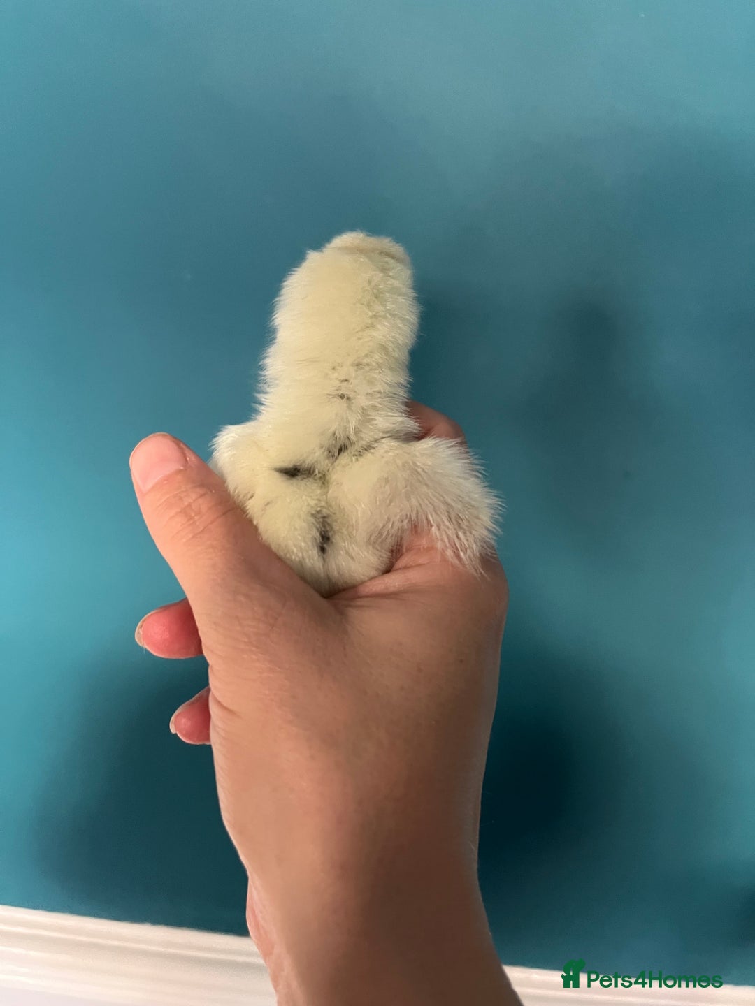 Chickens poultry for sale: Silkies - polish  - Image 2