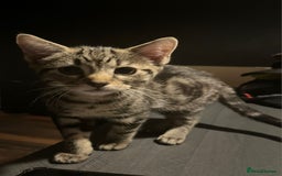 Domestic Shorthair cats for sale: 2 beautiful girls for sale  - Image 10