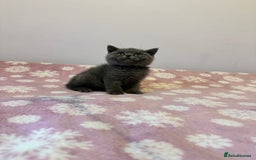 British Shorthair cats for sale: Championline British Blue kittens - Image 5