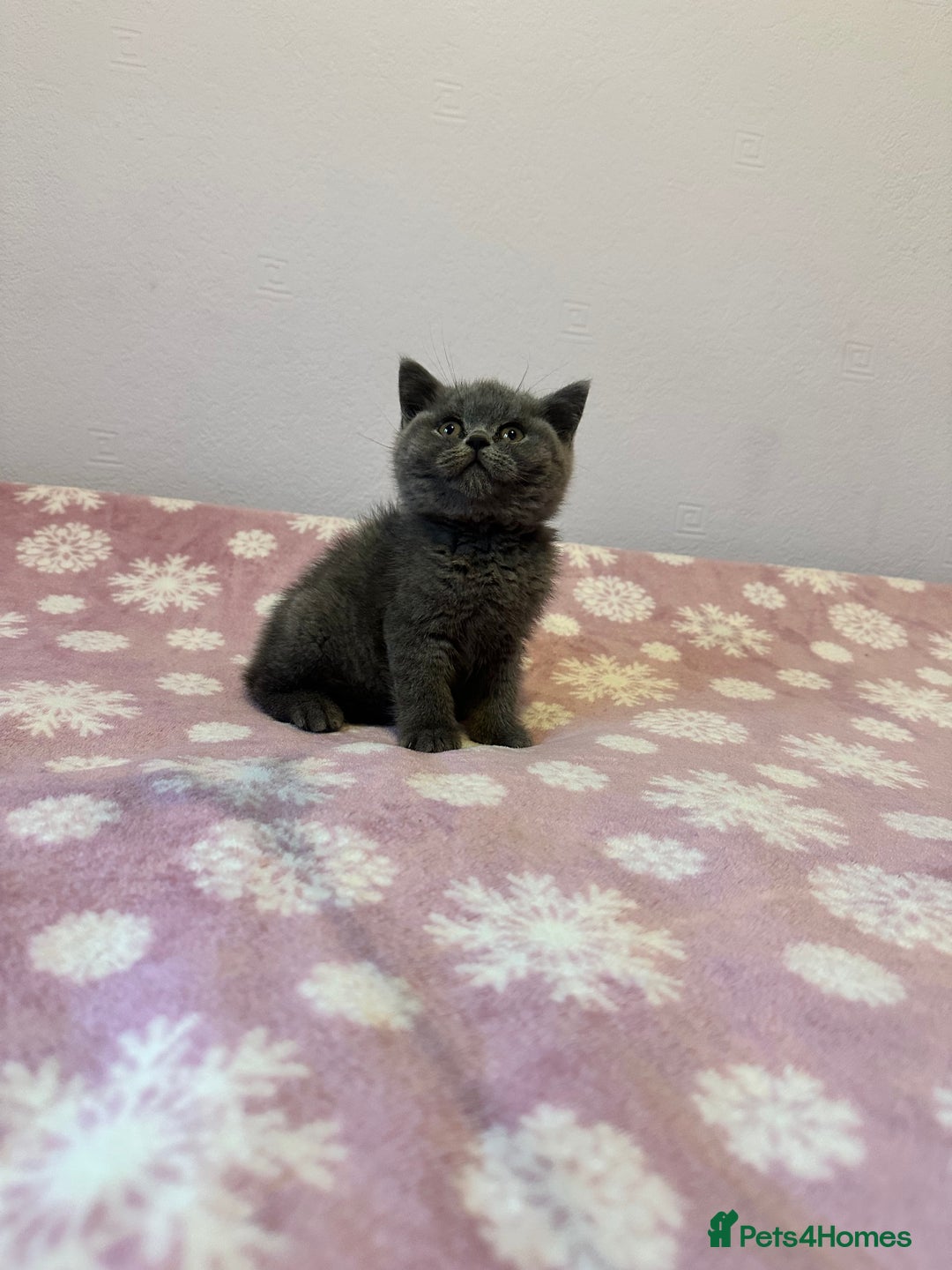 British Shorthair cats for sale: Championline British Blue kittens - Image 5