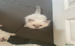 Ragdoll cats for sale: Gccf registered 3 boys left can deliver  - Image 4