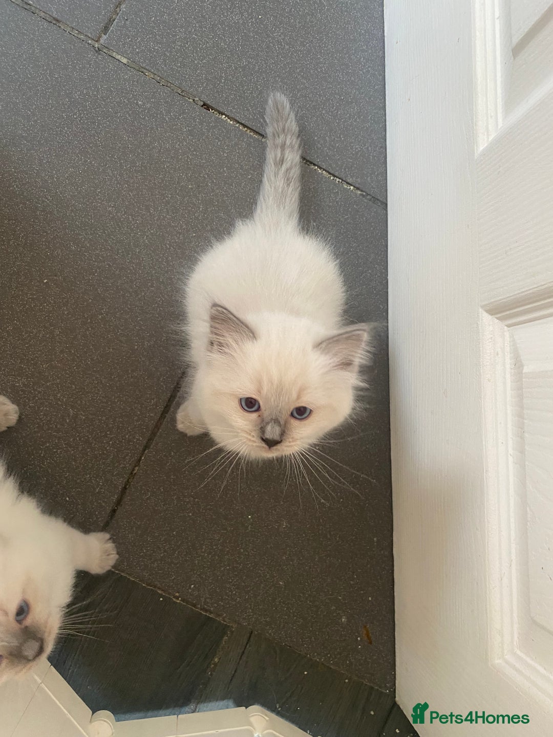 Ragdoll cats for sale: Gccf registered 3 boys left can deliver  - Image 4