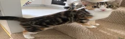 British Shorthair cats for sale: Kitten in London - Advert 1