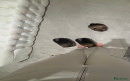 Pomeranian dogs for sale: Small Pomeranian puppies  - Advert 7