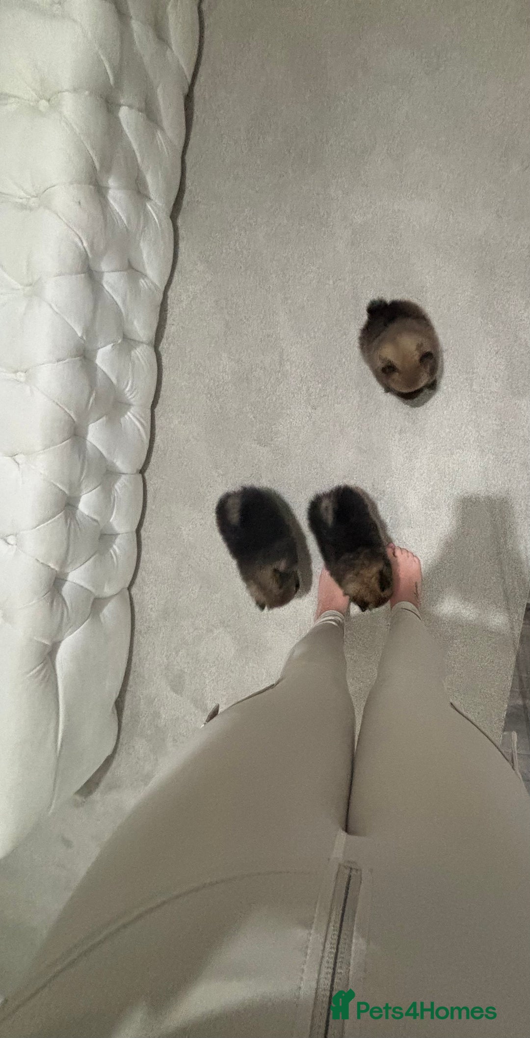 Pomeranian dogs for sale: Small Pomeranian puppies  - Advert 7