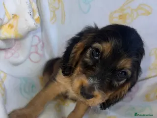 Cocker Spaniel dogs Show type cocker spaniel puppies - Advert 2
