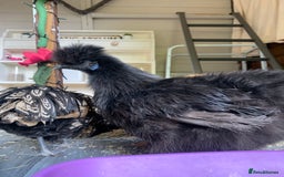 Chickens poultry for sale: 2x silkies 1x polish  - Image 5