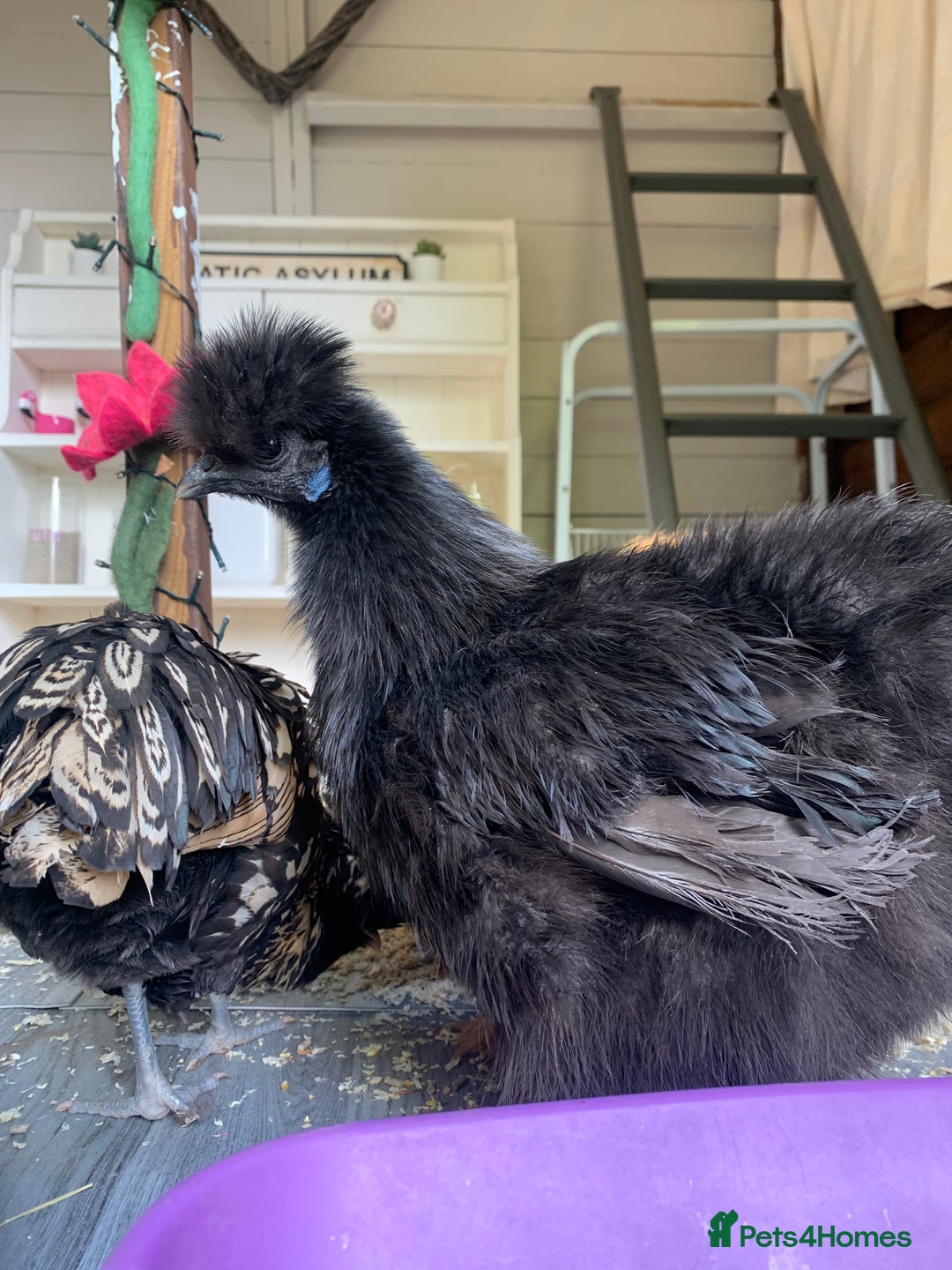 Chickens poultry for sale: 2x silkies 1x polish  - Image 5