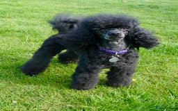 Miniature Poodle dogs for stud: KC reg fully health tested for stud BVA eye exam in Market Rasen - Image 10