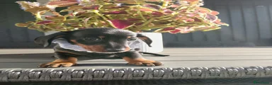 Dachshund 2