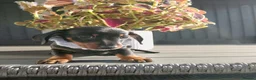 Dachshund dogs for sale: Dachshund  - Advert 2