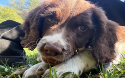 English Springer Spaniel dogs for sale: Springer spaniel pup  - Image 2