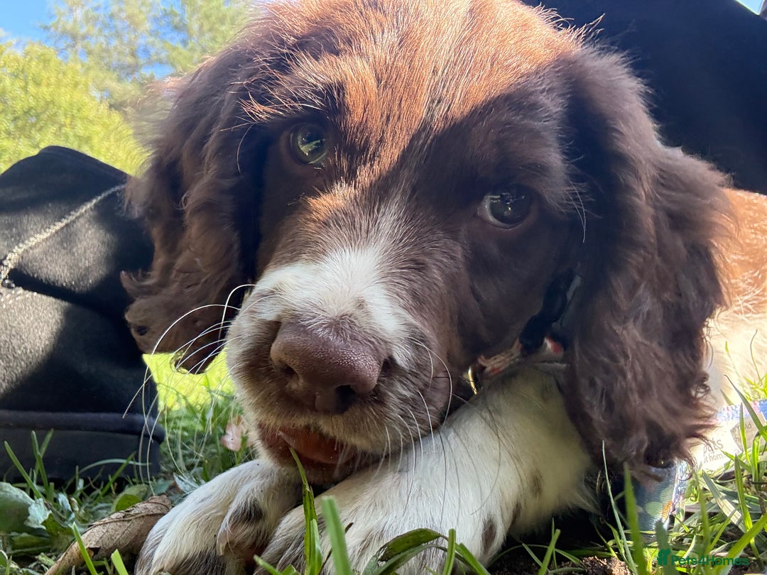 English Springer Spaniel dogs for sale: Springer spaniel pup  - Image 2