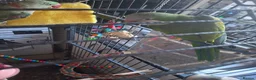 Parrots birds for sale: Alexandrine and quaker parrots  - Advert 4