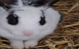 Mixed Breed rabbits for sale: Adorable Male & Female Rabbits - With Hay & Food - Image 5