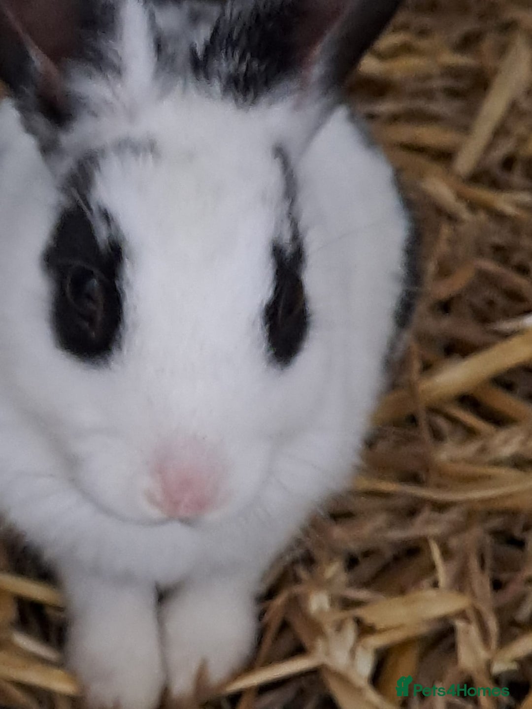 Mixed Breed rabbits for sale: Adorable Male & Female Rabbits - With Hay & Food - Image 5