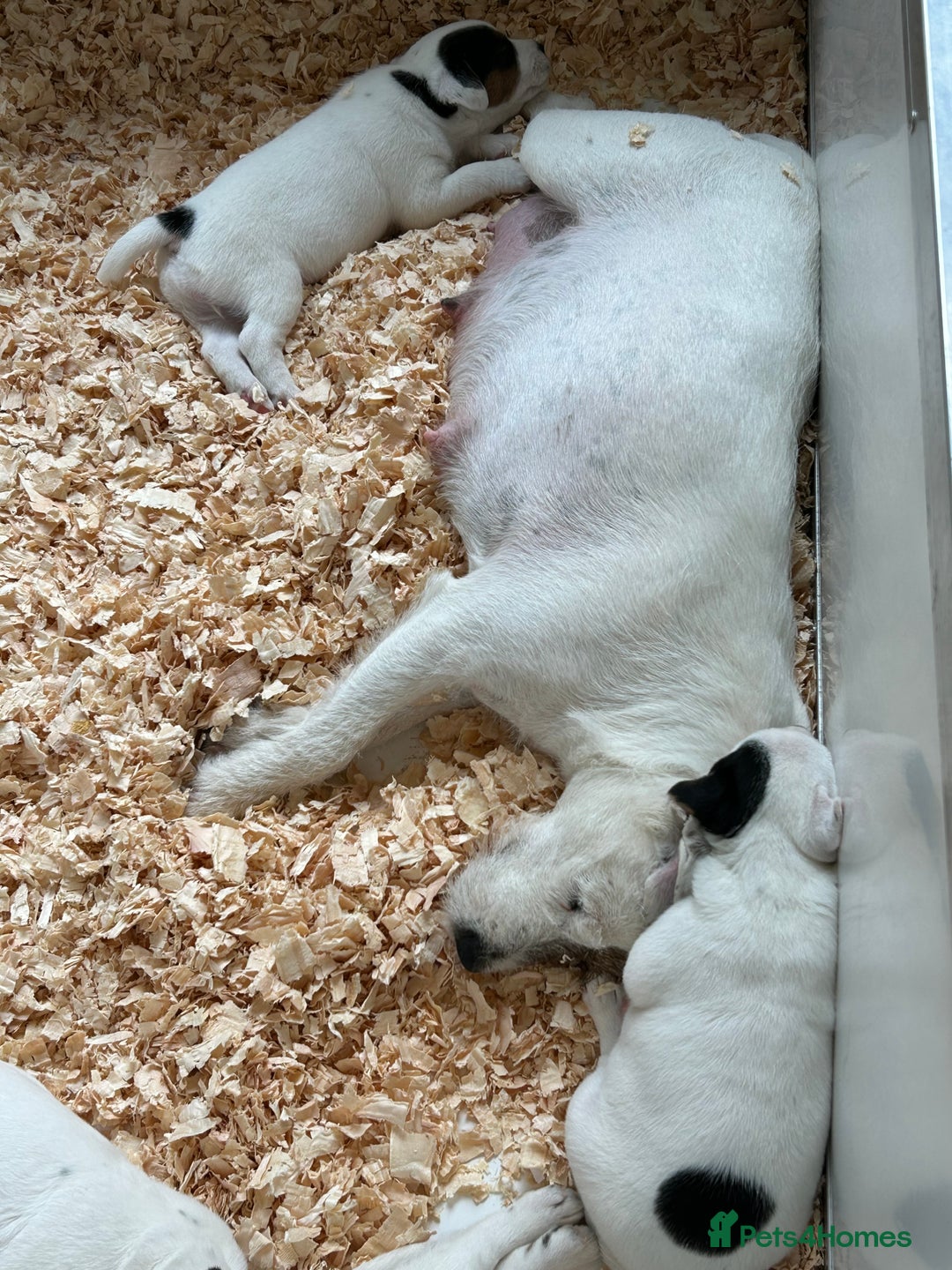 Jack Russell dogs for sale: 3 Lovely jack Russel girls - Image 7