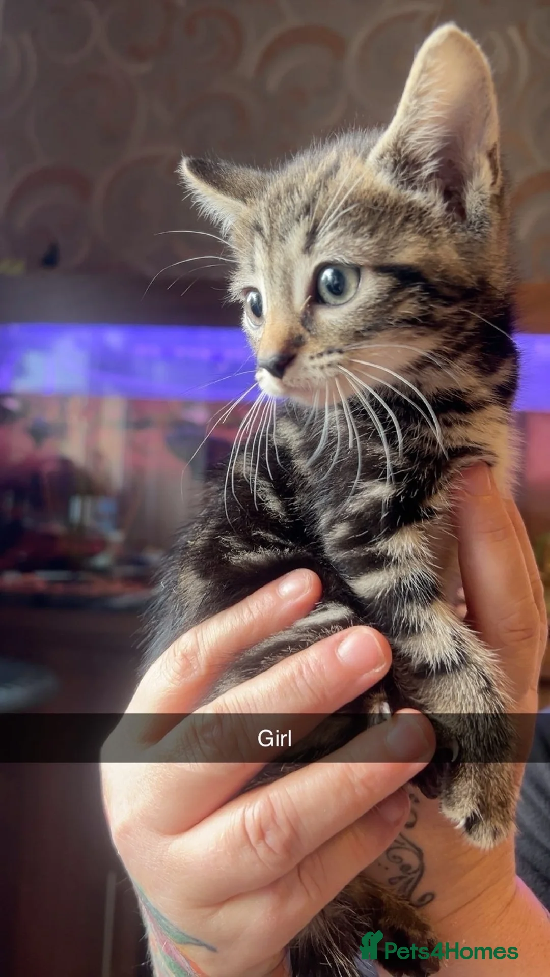 Mixed Breed cats for sale: Bengal x tabby  - Advert 2
