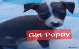 Mixed Breed dogs for sale: Italian Greyhound x Whippet puppies - Image 10