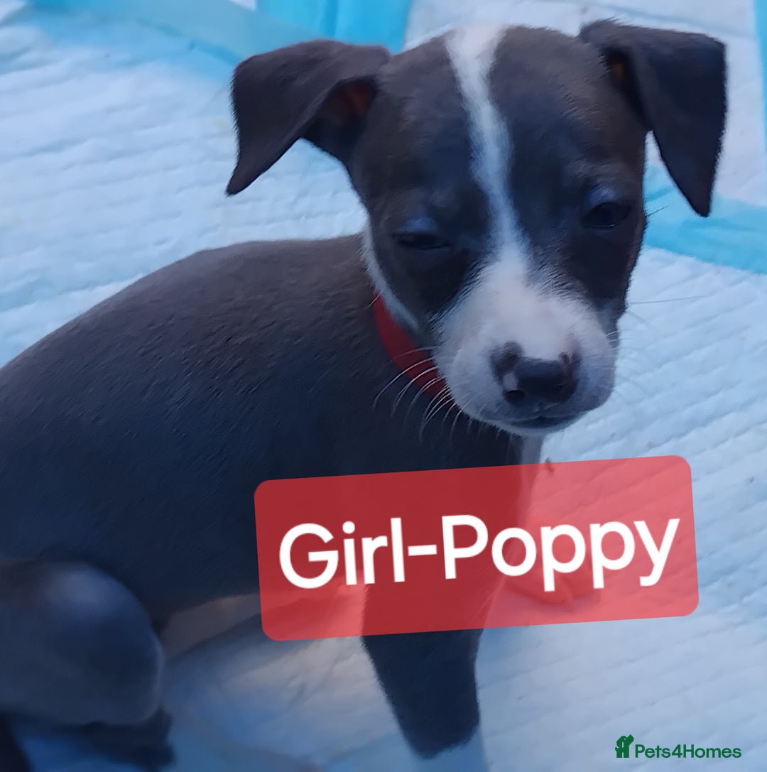 Mixed Breed dogs for sale: Italian Greyhound x Whippet puppies - Image 10