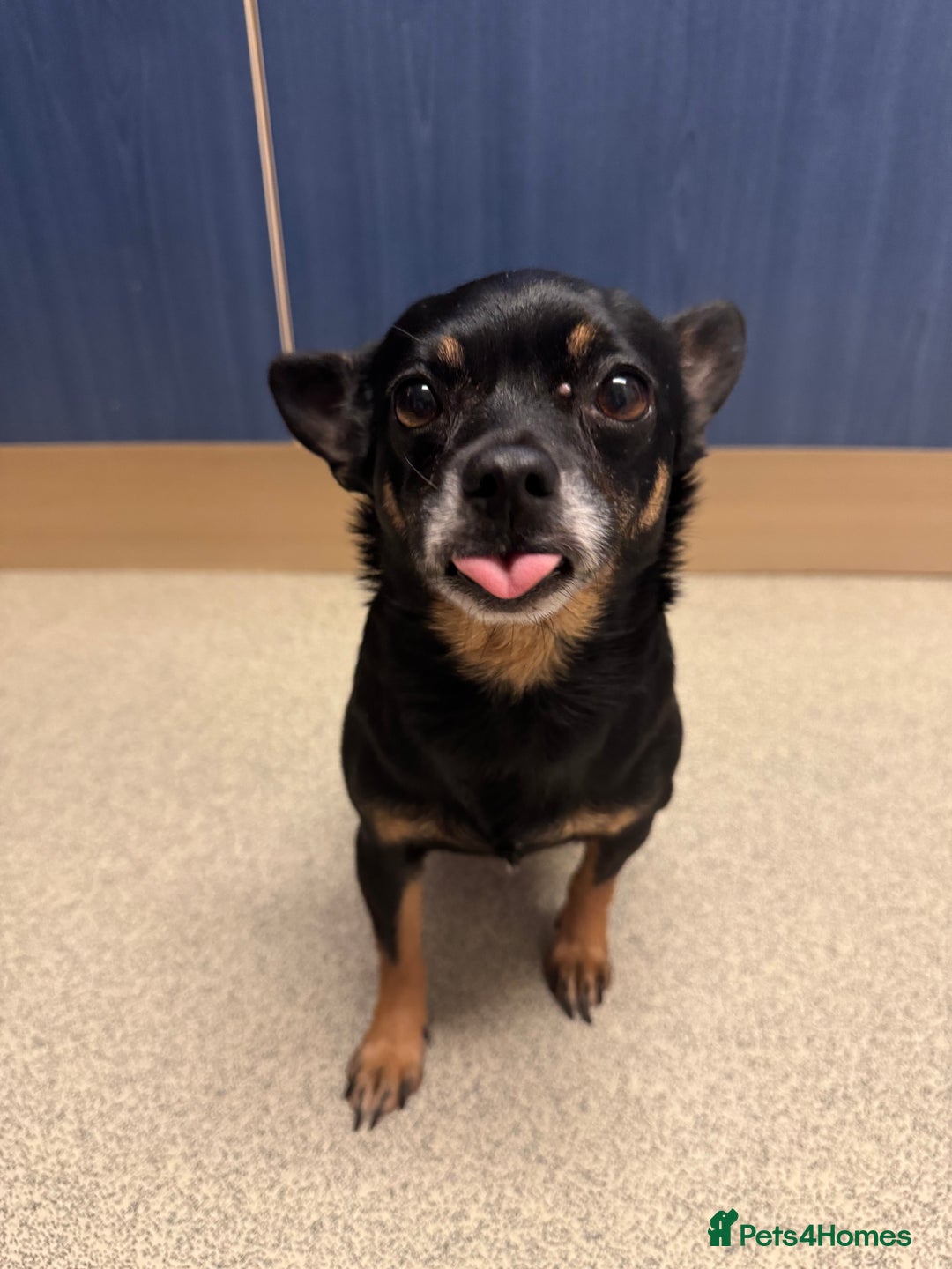 Mixed Breed dogs for sale: 9yr old Female Black & Tan Jackhuahua  - Advert 1