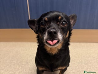 Mixed Breed dogs 9yr old Female Black & Tan Jackhuahua - Advert 1