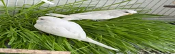 Budgerigars birds for sale: Young Budgies - Advert 6