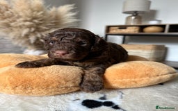 Cockapoo dogs for sale: Not Just Any Cockapoo Puppies – The Special Few - Image 23