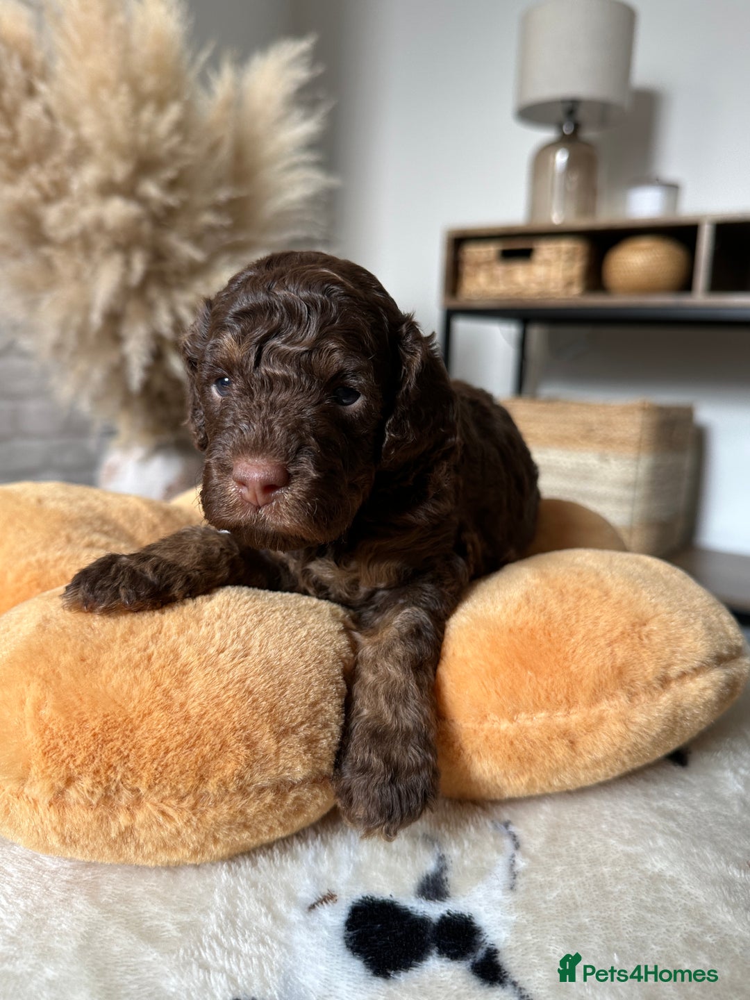 Cockapoo dogs for sale: Not Just Any Cockapoo Puppies – The Special Few - Image 23