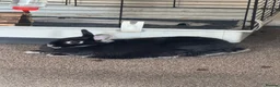 Mixed Breed rabbits for sale: Rabbits  - Advert 4
