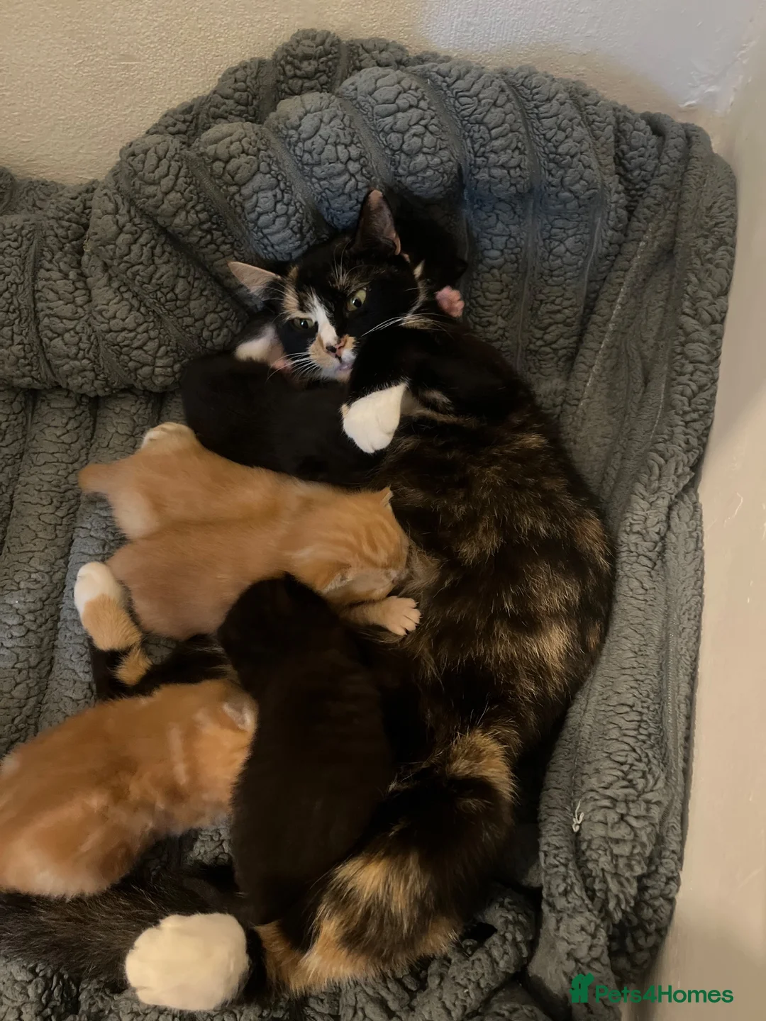 Mixed Breed cats for sale: Kittens for sale  in Halifax - Advert 10