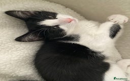 Domestic Shorthair cats for sale: 2 female Kittens - Image 6
