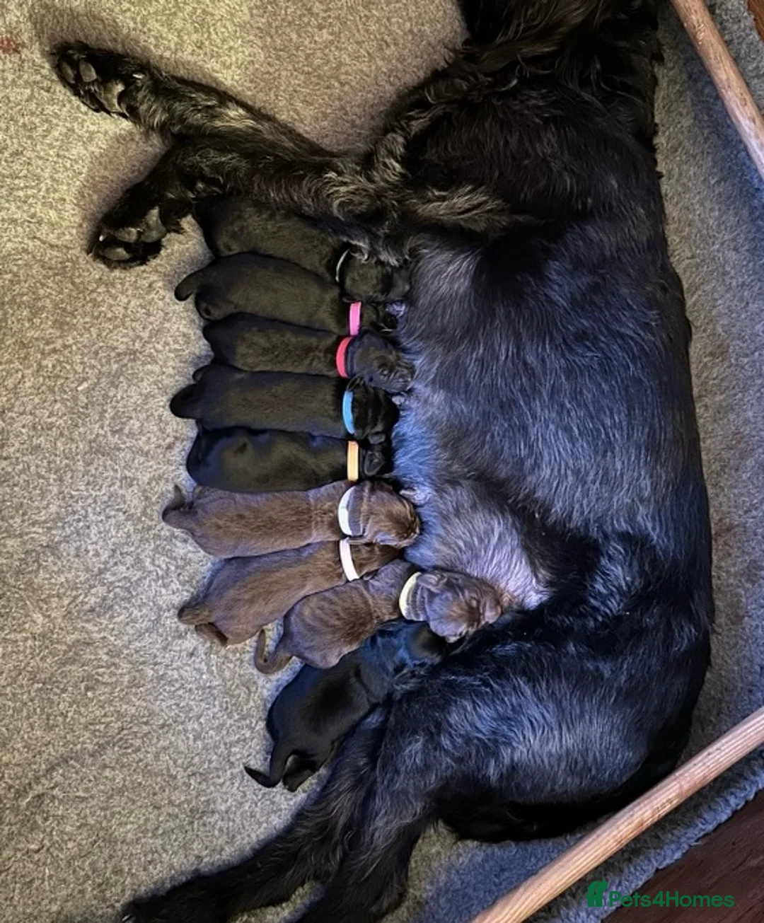 Labradoodle dogs for stud: Multigen/F3b Labradoodle Stud in Calne - Advert 30