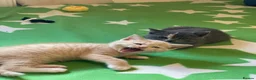 Mixed Breed cats for sale: 6 Cream brothers and one gray tortie girl for sale - Advert 11